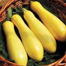Premium Prolific Straightneck Yellow Squash - Fresh Organic Seeds  Most popular - image 2