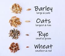 SIMPLE CAT GRASS BLEND | 100% US ORGANIC + 4 POPULAR Seeds + Super FAST Shipping