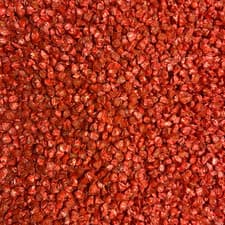 Ambrosia Sweet Corn Seeds Bi-Color Hybrid Non-GMO 75 Day Vegetable Seed - image 4