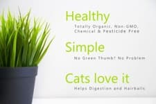 SIMPLE CAT GRASS BLEND | 100% US ORGANIC + 4 POPULAR Seeds + Super FAST Shipping - image 4