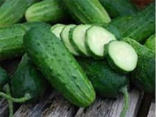Premium Boston Pickling Cucumber - Fresh Heirloom Seeds - Most Popular Variety!