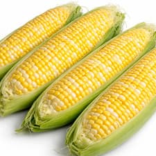 Ambrosia Sweet Corn Seeds Bi-Color Hybrid Non-GMO 75 Day Vegetable Seed - image 2