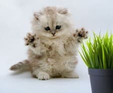 SIMPLE CAT GRASS BLEND | 100% US ORGANIC + 4 POPULAR Seeds + Super FAST Shipping - image 3