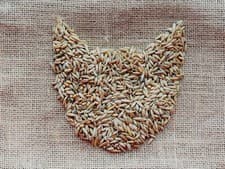 SIMPLE CAT GRASS BLEND | 100% US ORGANIC + 4 POPULAR Seeds + Super FAST Shipping - image 6